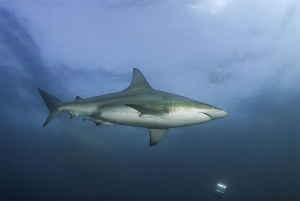 Blacktip