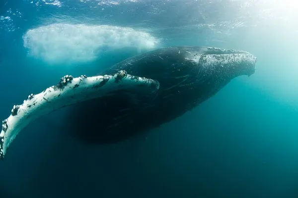 Humpbackwhale