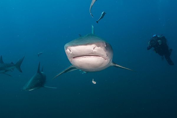 Diving with Sharks