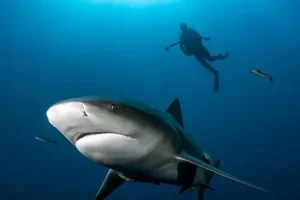 PROTEA BANKS SHARK DIVE