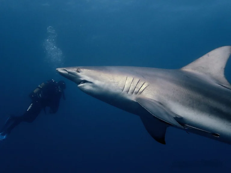 Shark diving Protea Banks South Africa