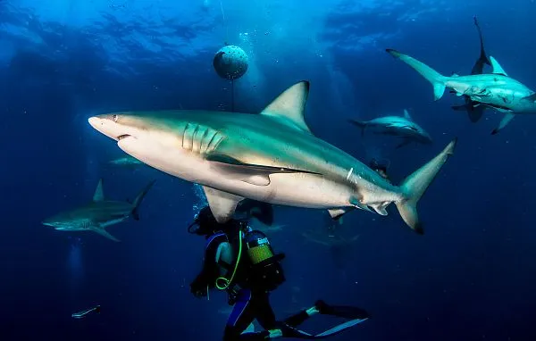 Baited dive at protea banks