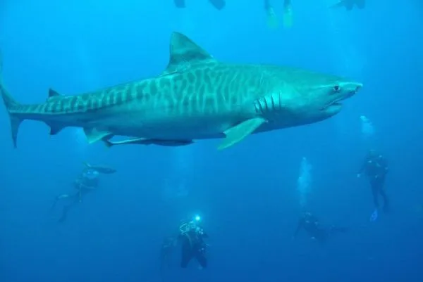 Baited dive in Protea Banks
